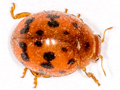 Subcoccinella vigintiquattuorpunctata